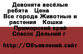 Девонята весёлые ребята › Цена ­ 25 000 - Все города Животные и растения » Кошки   . Приморский край,Спасск-Дальний г.